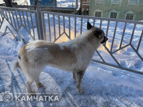 Акция помощи бездомным животным началась на Камчатке
