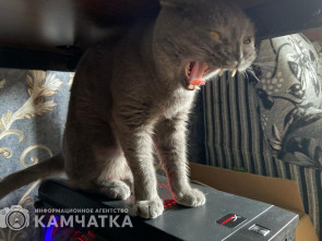 Наказание за попытку убийства кота вынесли мужчине на Камчатке