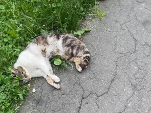 Срок за убийство домашних котов получили двое жителей Усть-Хайрюзова
