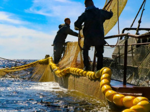 Камчатка установила новый рекорд по вылову водных биоресурсов в 2024 году