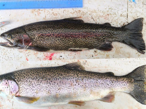 В озере Паланском идёт эволюция лососёвых 2