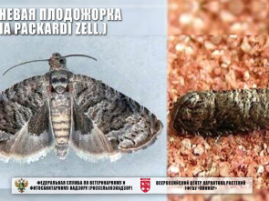 На Камчатке впервые обнаружен опасный вредитель в импортных фруктах