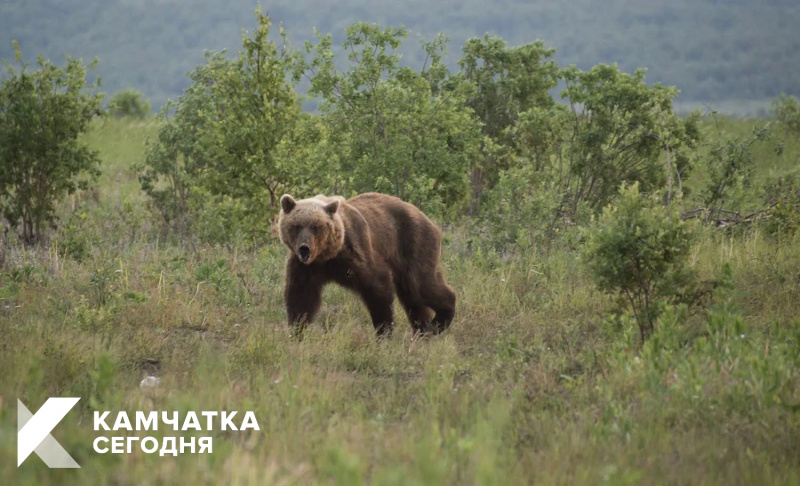 Медведь гулял у жилого дома в Петропавловске-Камчатском