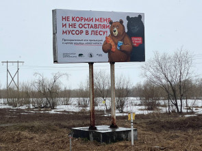 Медведи смотрят на жителей Камчатки с баннеров, чтобы стало меньше конфликтов