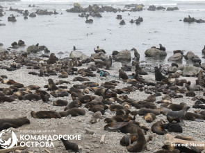 На Командорах гости помогли спасти трёх щенков морского котика из сетей 3