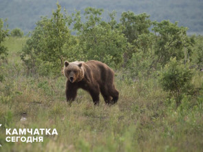 Медведь гулял у жилого дома в Петропавловске-Камчатском