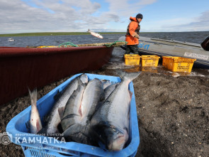 Рыбопромышленники освоили 52 % от объёма возможного вылова лосося на Камчатке