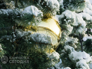 В разных районах столицы Камчатки откроются новогодние елки