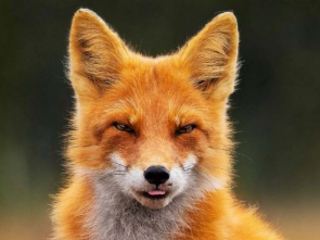 Кадры из фильма &laquo;Огненный лис&raquo; теперь встречают пассажиров в аэропорту Петропавловска-Камчатского 7