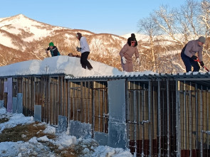 Неравнодушные камчатцы помогли приюту для собак в расчистке снега