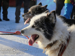 День ездовых собак: Верные друзья и символ Камчатского края (фоторепортаж) 13