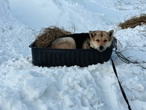 В приюте "Под Крылом Кутха" на Камчатке состоится Масленица 3