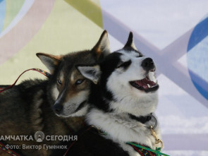День ездовых собак: Верные друзья и символ Камчатского края (фоторепортаж) 10