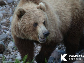 Большинство сообщений о медведях в Петропавловске-Камчатском при проверке не подтверждаются