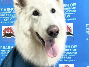 Кинолог-спасатель Анна ЕЧЕВСКАЯ: &laquo;Спасаю жизни вместе со своими верными друзьями&raquo; 24